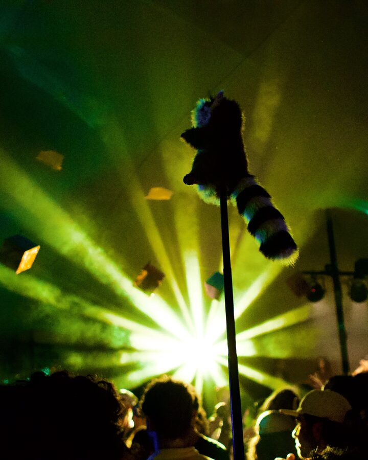 Lemur tail totem against laser lights